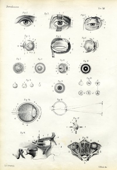 Órgano de ver, 1863-79 de Raimundo Petraroja